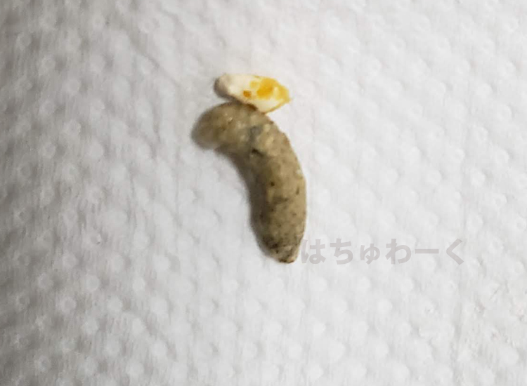 レオパのウンチ 下痢 便秘について 亡くなった子が生前にしていたうんちと吐き戻し 爬虫類飼育ブログ