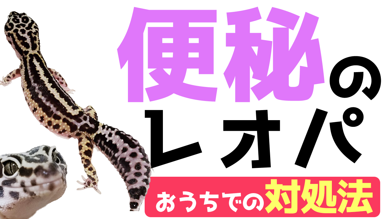 レオパが便秘に 家庭で行える対処法 レオパードゲッコー ヒョウモントカゲモドキ 爬虫類飼育ブログ