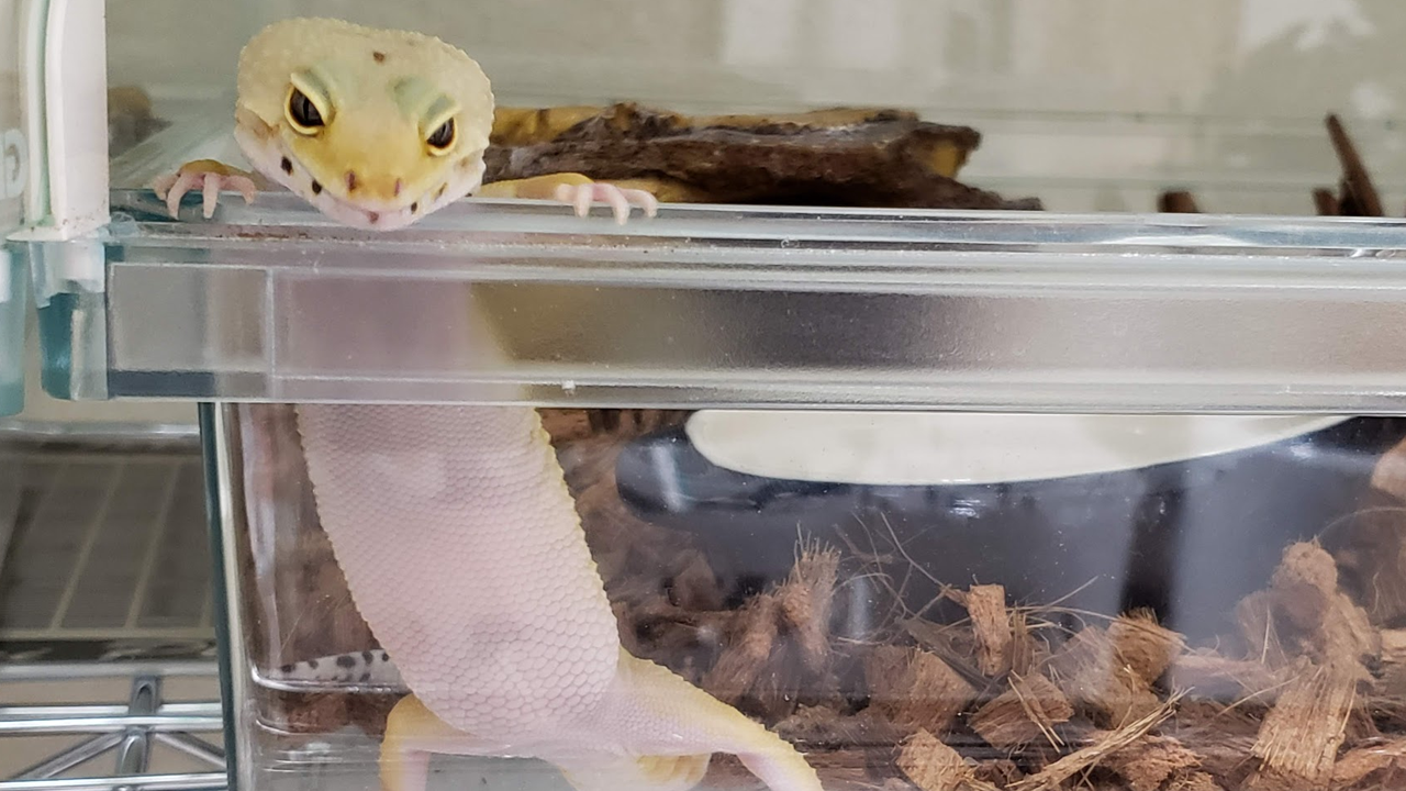 レオパードゲッコー ヒョウモントカゲモドキ の飼育方法 爬虫類飼育ブログ