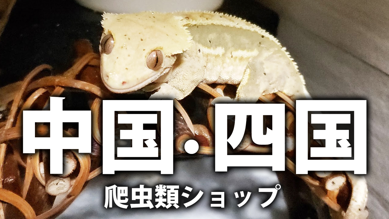 中国 四国地方の爬虫類専門店 爬虫類ショップ 爬虫類カフェの情報まとめ 鳥取 島根 岡山 広島 山口 香川 愛媛 高知 徳島 爬虫類飼育ブログ