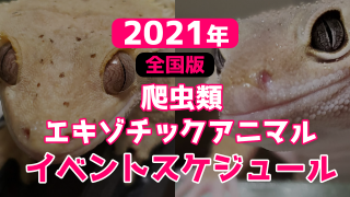 レオパのウンチ 下痢 便秘について 亡くなった子が生前にしていたうんちと吐き戻し 爬虫類飼育ブログ