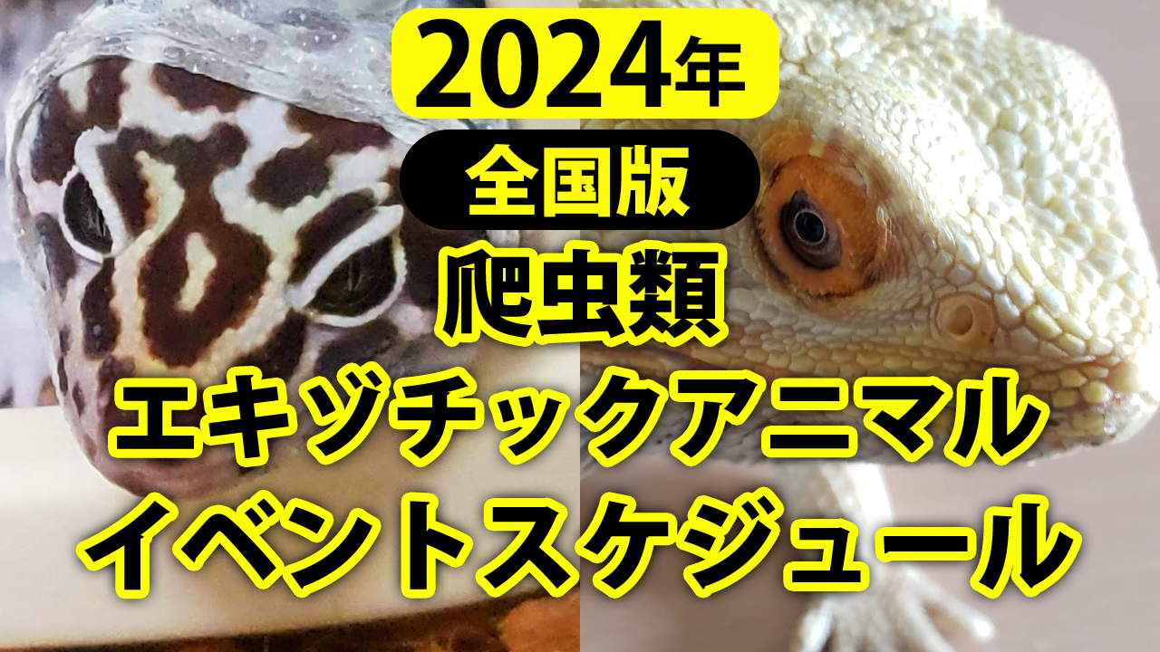 2024年の爬虫類イベントスケジュール【全国版】 | 爬虫類飼育ブログ