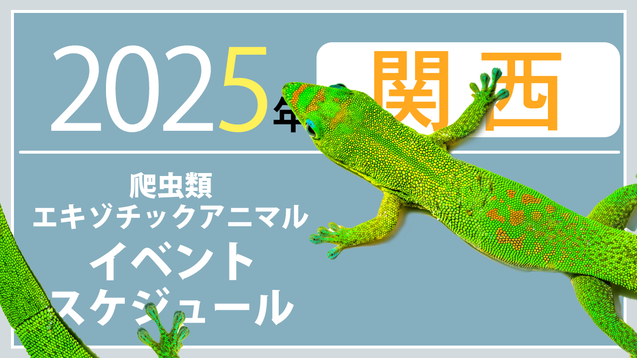 2025年関西の爬虫類イベント・エキゾチックアニマル即売会一覧 